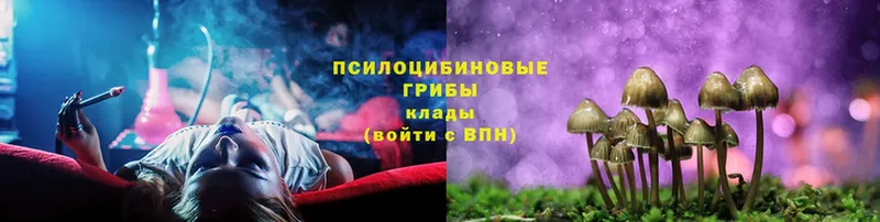 Псилоцибиновые грибы мицелий  Обнинск 