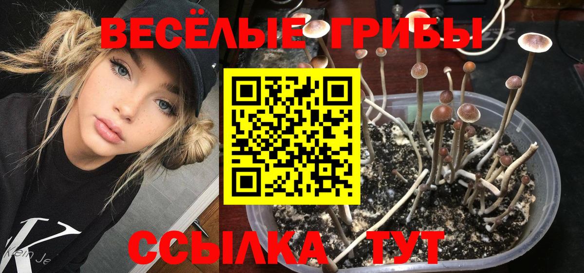 Псилоцибиновые грибы мицелий Обнинск